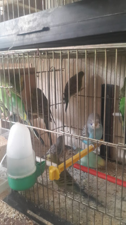 รAVUลLU KUล BALIK photo