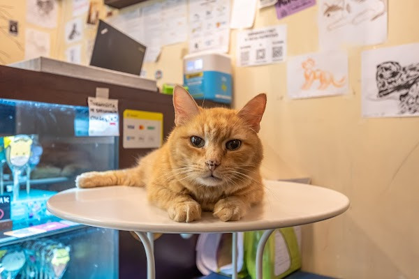 Antikafe Kotiki I Lyudi photo