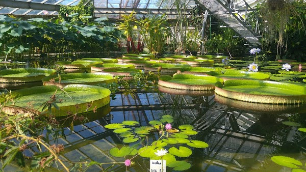 Botanical Gardens of Peter the Great photo