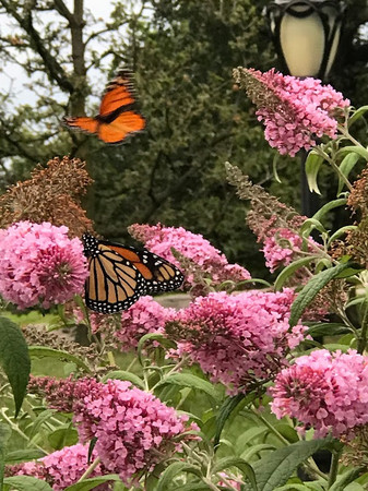 Butterfly Gardens of Central Park photo