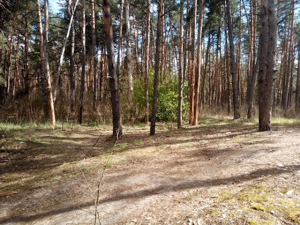 Bykovnyansky forest photo