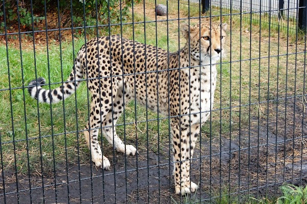 Chelyabinskiy Zoopark photo