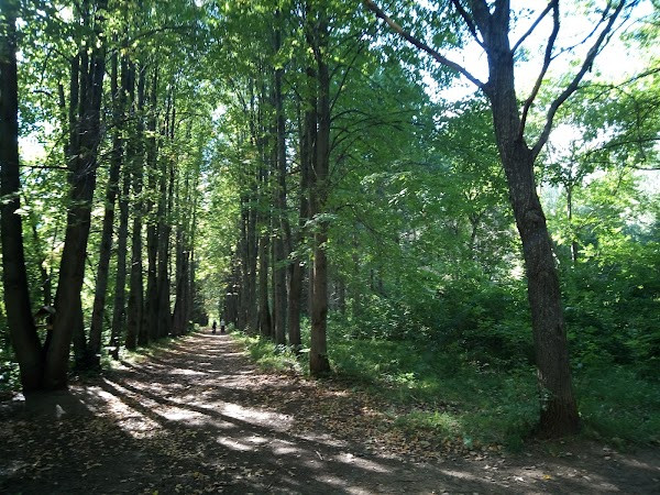 Dendrologicheskiy Park Lesovodov Kirovskoy Oblasti photo
