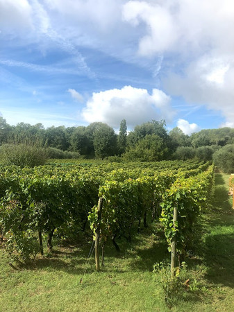 Domaine Saint-Joseph photo