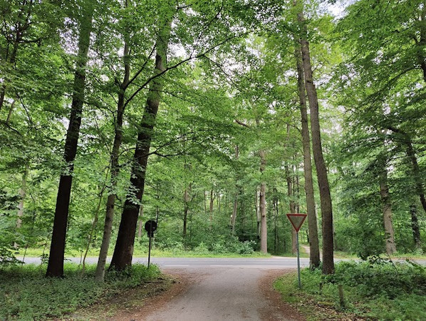 Eilenriede City Forest photo