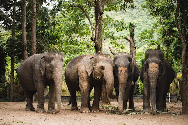 Elephant Jungle Sanctuary Phuket photo