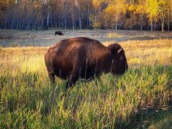 Elk Island National Park photo