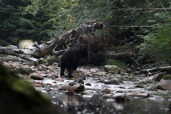 Great Bear Rainforest photo