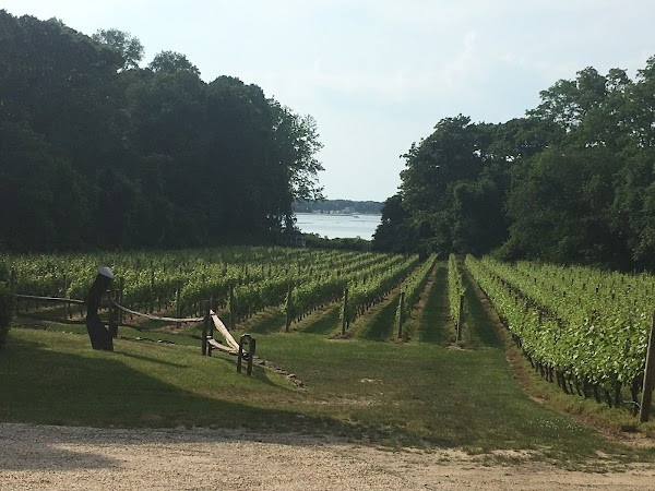 Harmony Vineyards photo