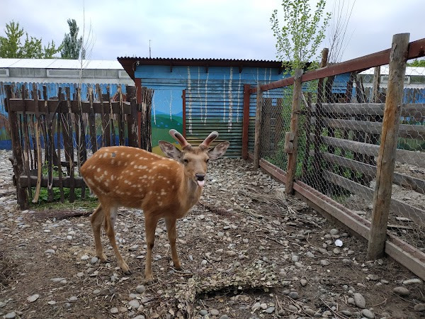 Irkutskiy Zoosad photo