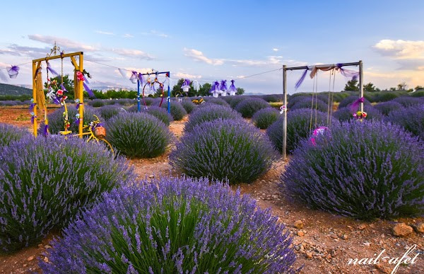 Isparta Lavanta Köyü | Lavanta Garden ( lavender ) photo