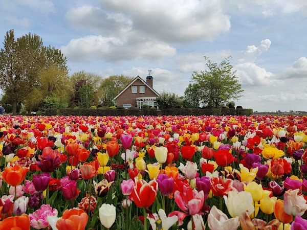 Keukenhof photo