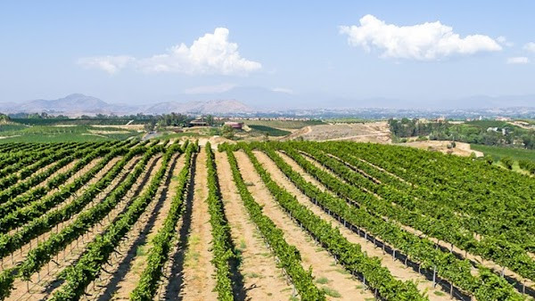Mount Palomar Winery photo