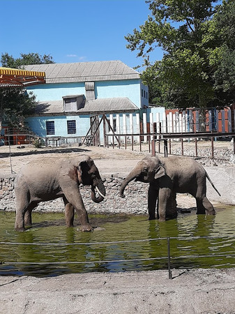 Mykolaiv Zoo photo