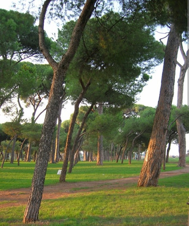 Pineto Regional Park photo