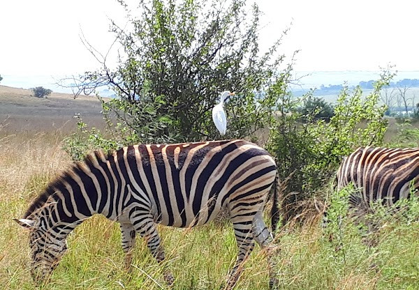 Rietvlei Nature Reserve photo