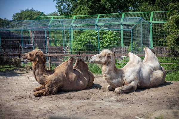 Rivne Zoo photo