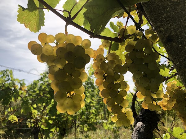 Rodinné vinárstvo Hulanský photo