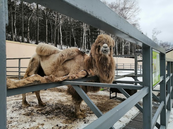 Sakhalinskiy Zoobotanicheskiy Park photo