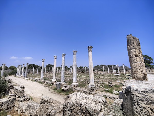 Salamis Forest photo