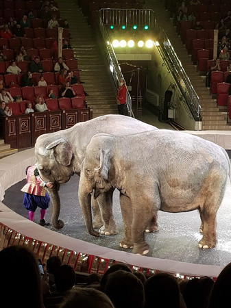 Saratovskiy Tsirk Im. Brat'yev Nikitinykh photo