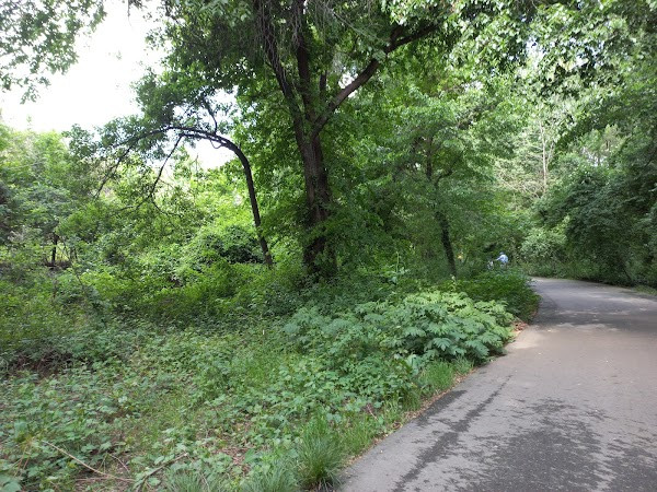 Tashkent Botanical Garden photo