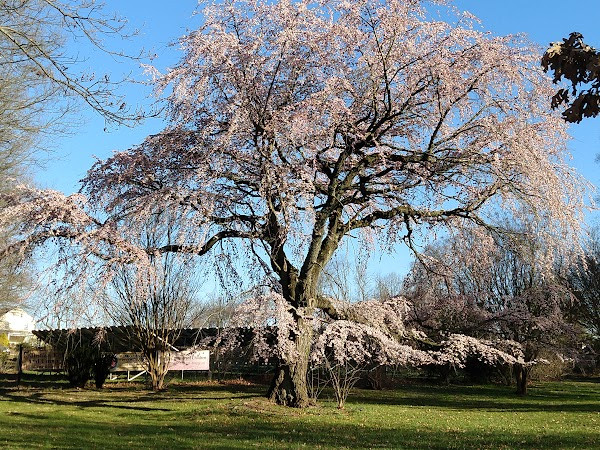 The Arboretum at UUCCH photo