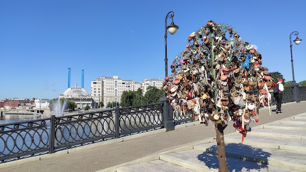 Trees of love photo