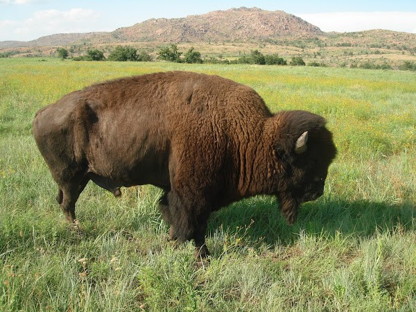 Wichita Mountains Wildlife Refuge photo