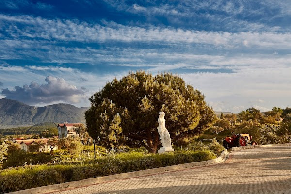 Yedi Bilgeler Vineyards photo